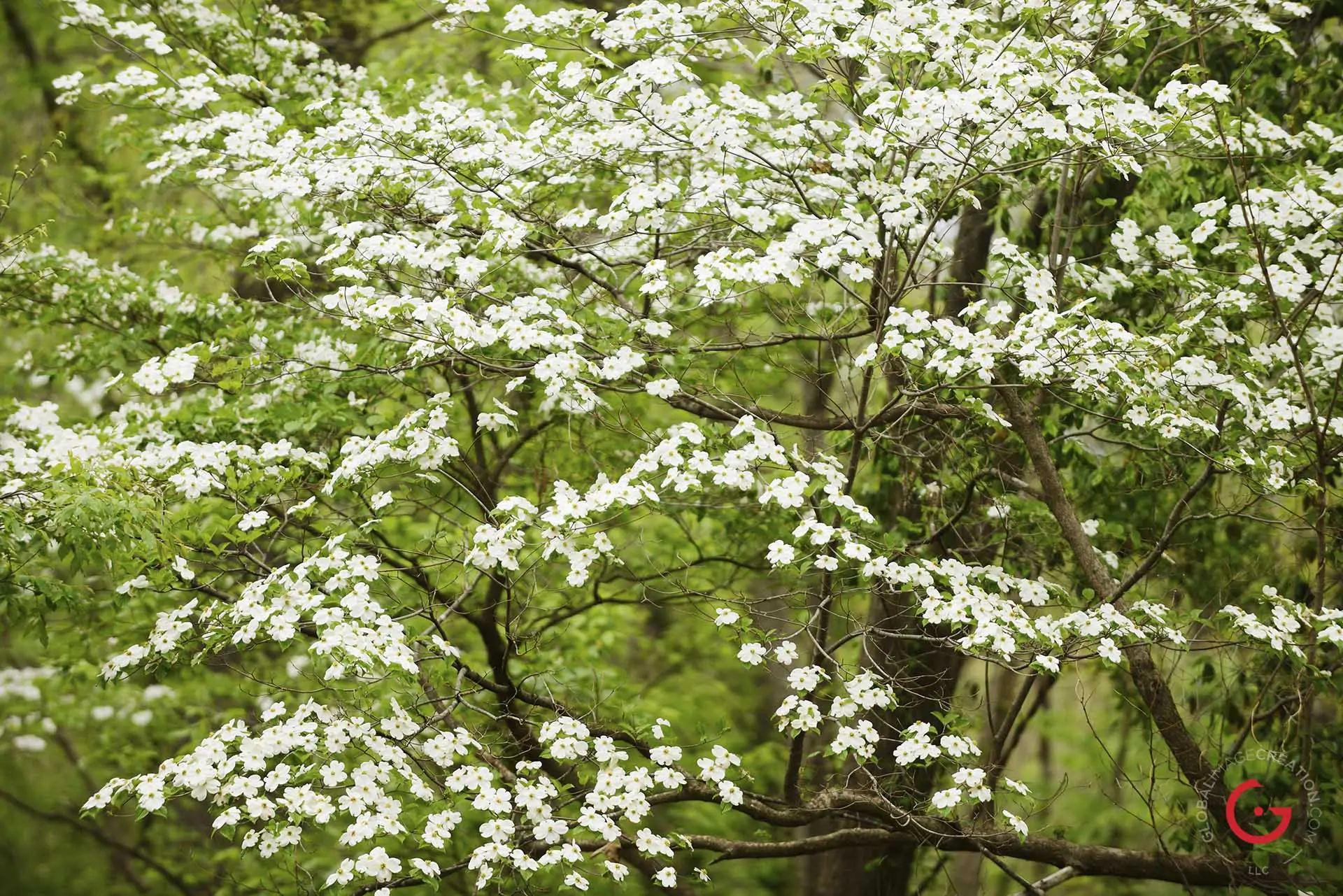 White Dogwoods in Bloom - Advertising photographers in Branson Missouri, Branson Missouri photography