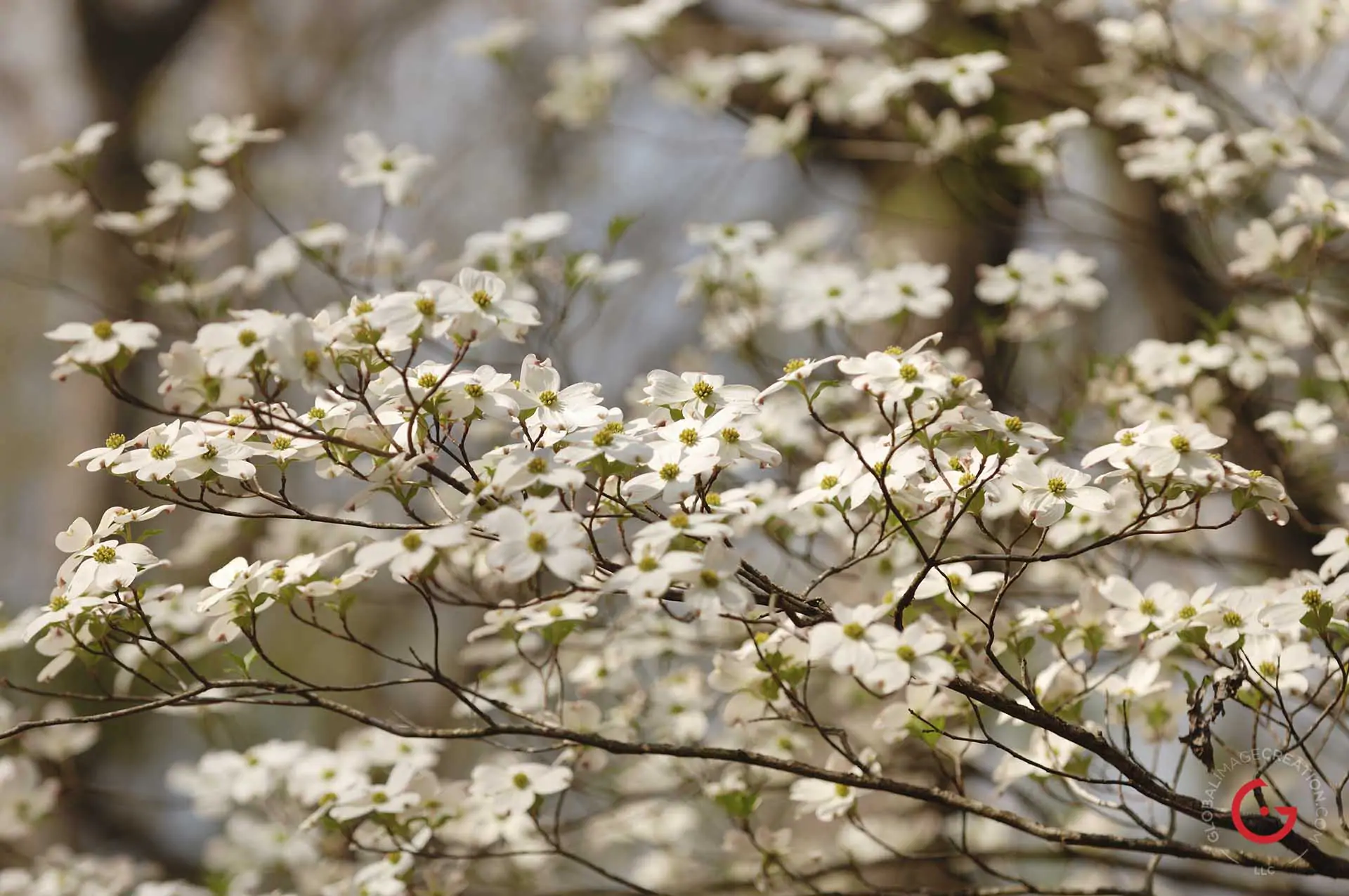 A cluster of white dogwood flowers bloom in the spring. - Advertising photographers in Branson Missouri, Branson Missouri photography