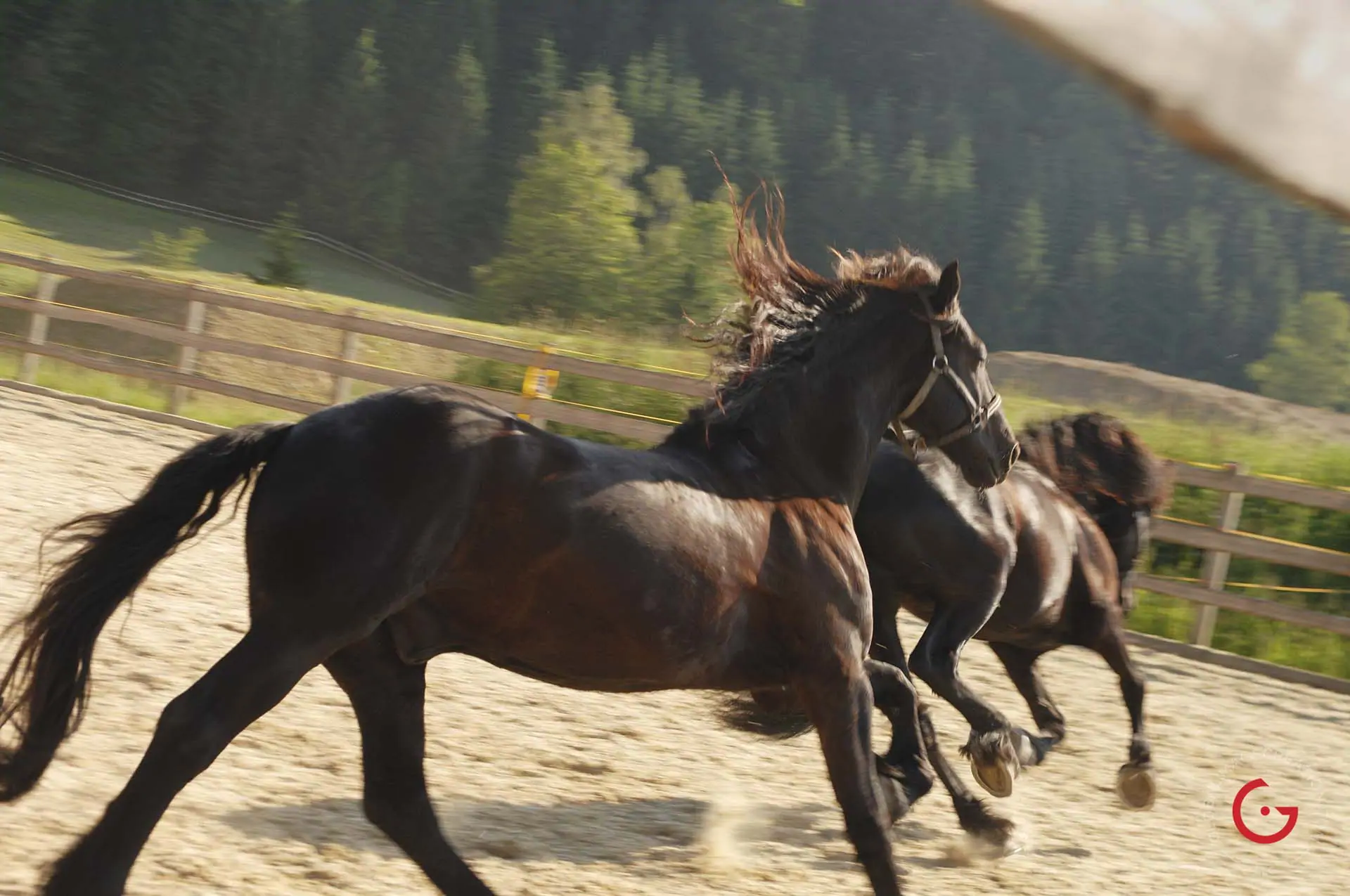 Running Horses in Swiss Monastery - Travel Photographer and Switzerland Photography